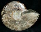 Wide Polished Ammonite Dish #7022-1